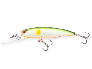 Lime Ayu Orange Belly