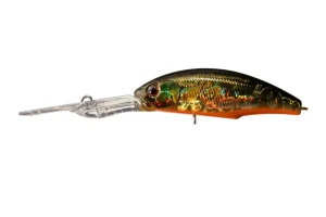 H04 Gold Black Orange Belly