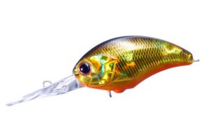 H04 Kinkuro Orange Belly