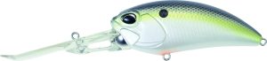 American Shad