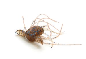 Blue Sujiebi