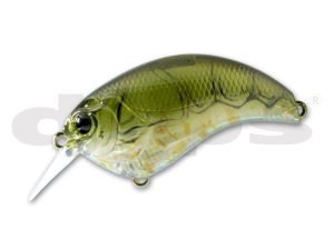 16 Olive Craw